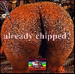 already chipped?