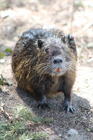 'Tiere - animais IMG 9792' in Grossansicht