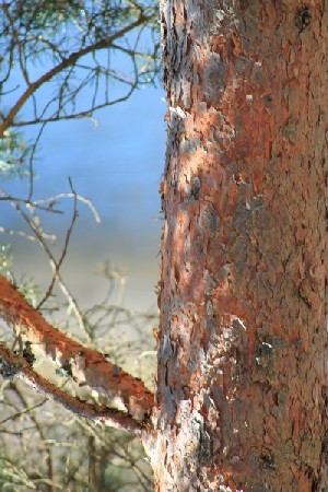 'Bume - rvores IMG 0344' in Grossansicht