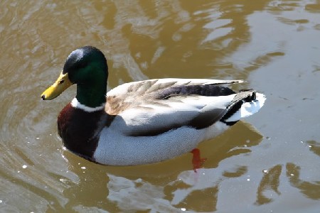 'Tiere - animais IMG 9864' in Grossansicht