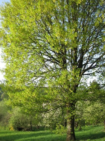 'Bäume - árvores IMG 0185' in Grossansicht
