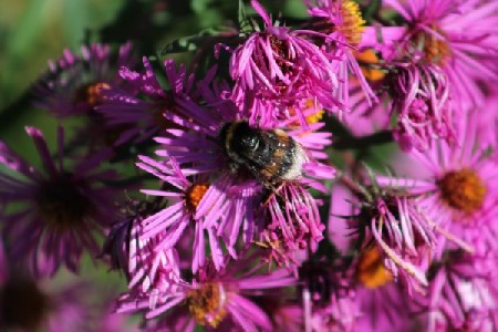 'Pflanzen - planta IMG 8846' in Grossansicht