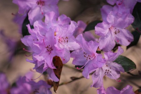 'Pflanzen - planta IMG 6893' in Grossansicht