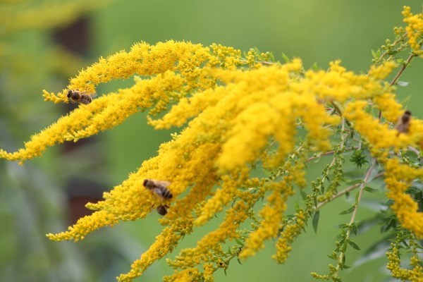 Werk 'Pflanzen - planta IMG 8156' von ' Orfeu de SantaTeresa'