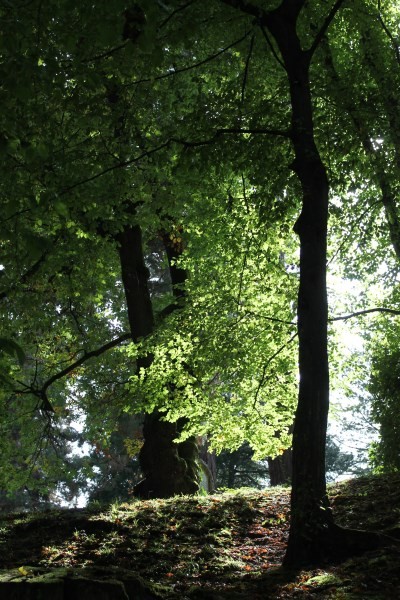 Werk 'B�ume - �rvores IMG 8706' von ' Orfeu de SantaTeresa'