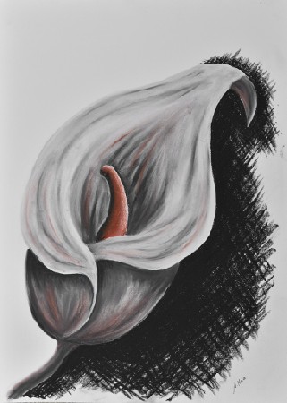 'Calla I' in Grossansicht