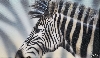 Zebra von Marcel Gerber