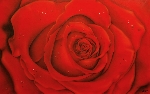 Red Rose