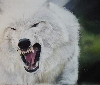Polarwolf von Erhard Sünder