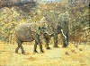 Werk 'Elefanten' von 'Ulrike Schöpgens'